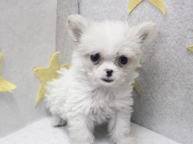 愛媛県のハーフ犬・ミックス犬 (アミーゴ新居浜店/2026年4月30日生まれ/女の子/クリーム)の子犬の2枚目の画像