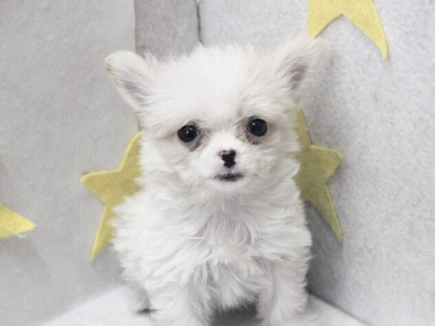 愛媛県のハーフ犬・ミックス犬 (アミーゴ新居浜店/2026年4月30日生まれ/女の子/クリーム)の子犬の3枚目の画像