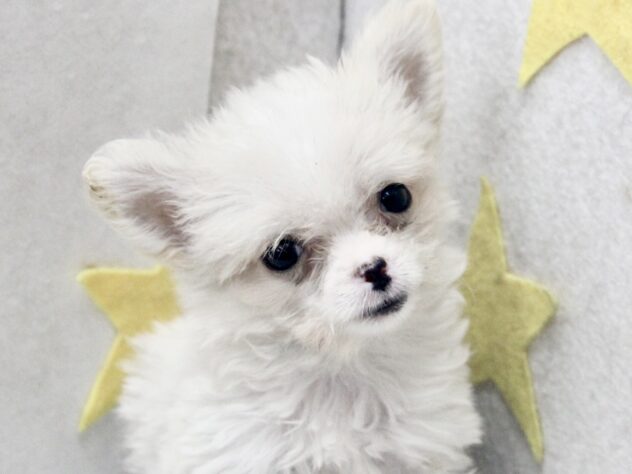 愛媛県のハーフ犬・ミックス犬 (アミーゴ新居浜店/2026年4月30日生まれ/女の子/クリーム)の子犬