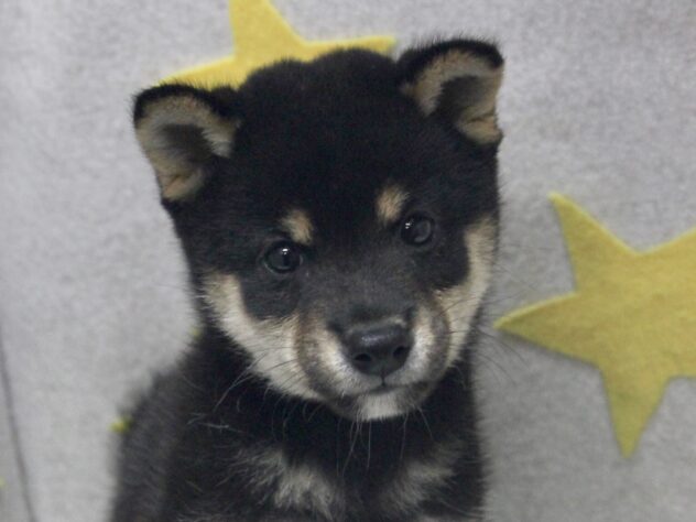 愛媛県の豆柴 (アミーゴ新居浜店/2026年5月4日生まれ/男の子/黒)の子犬の2枚目の画像