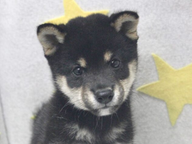 愛媛県の豆柴 (アミーゴ新居浜店/2026年5月4日生まれ/男の子/黒)の子犬