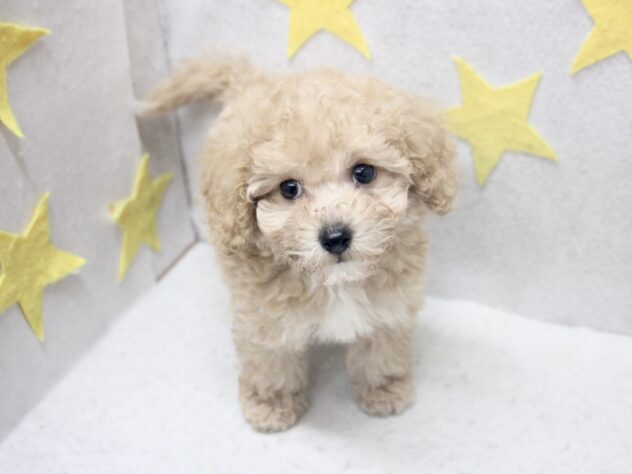 愛媛県のハーフ犬・ミックス犬 (アミーゴ新居浜店/2026年5月16日生まれ/男の子/アプリコット)の子犬の3枚目の画像