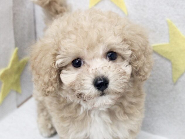 愛媛県のハーフ犬・ミックス犬 (アミーゴ新居浜店/2026年5月16日生まれ/男の子/アプリコット)の子犬の1枚目の画像