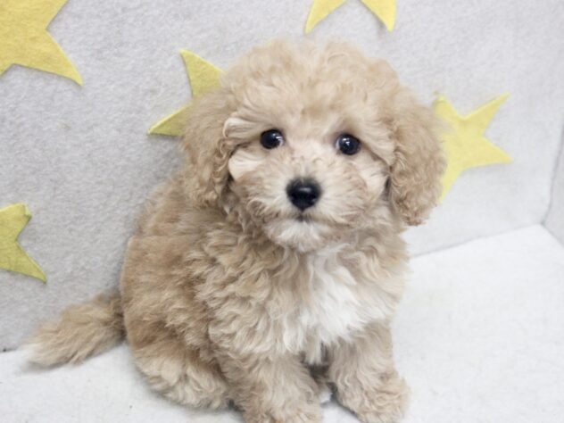 愛媛県のハーフ犬・ミックス犬 (アミーゴ新居浜店/2026年5月16日生まれ/男の子/アプリコット)の子犬の2枚目の画像