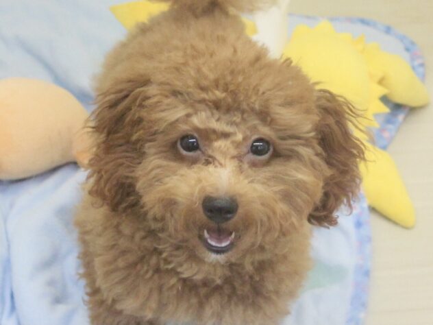 愛媛県のトイプードル(トイ) (アミーゴ新居浜店/2026年3月22日生まれ/男の子/レッドフォーン)の子犬の1枚目の画像