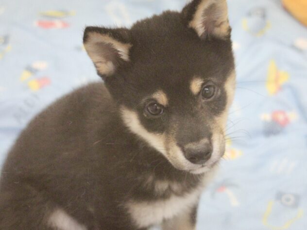 愛媛県の豆柴 (アミーゴ新居浜店/2026年5月4日生まれ/男の子/黒)の子犬の1枚目の画像