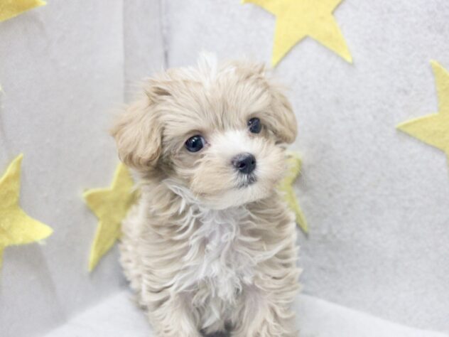 愛媛県のハーフ犬・ミックス犬 (アミーゴ新居浜店/2026年6月4日生まれ/男の子/アプリコット)の子犬の2枚目の画像