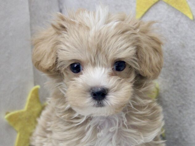 愛媛県のハーフ犬・ミックス犬 (アミーゴ新居浜店/2026年6月4日生まれ/男の子/アプリコット)の子犬の1枚目の画像