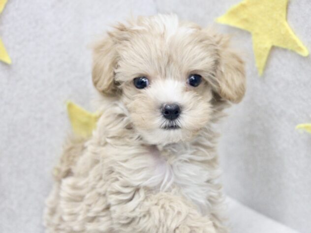 愛媛県のハーフ犬・ミックス犬 (アミーゴ新居浜店/2026年6月4日生まれ/男の子/アプリコット)の子犬の3枚目の画像