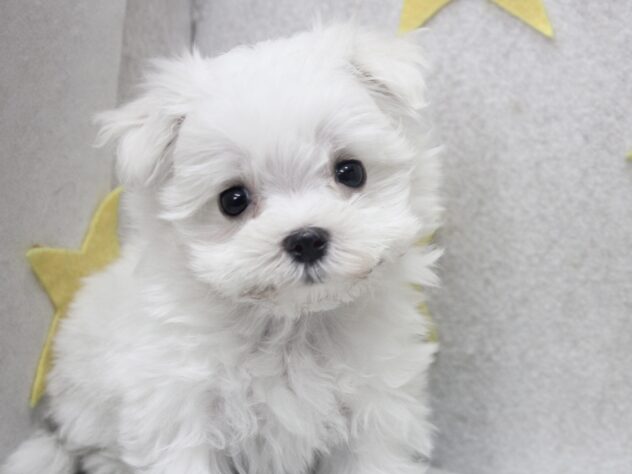 愛媛県のマルチーズ (アミーゴ新居浜店/2026年6月1日生まれ/男の子/ホワイト)の子犬の3枚目の画像