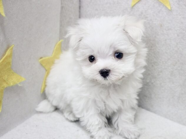 愛媛県のマルチーズ (アミーゴ新居浜店/2026年6月1日生まれ/男の子/ホワイト)の子犬の2枚目の画像