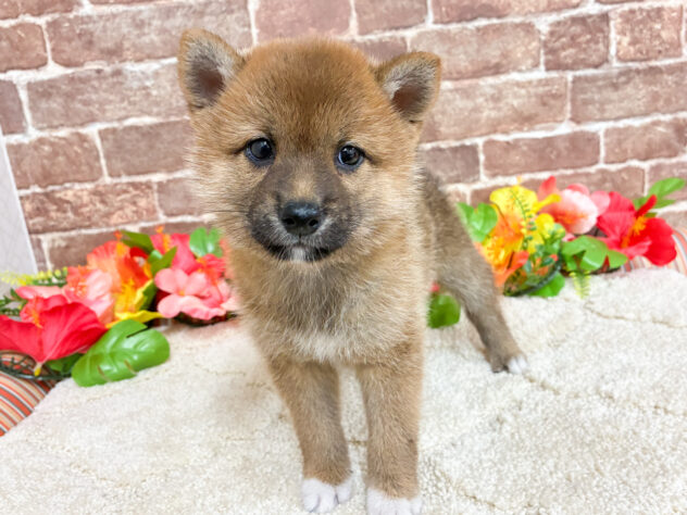 広島県の豆柴 (アミーゴ西条店/2026年5月19日生まれ/男の子/赤)の子犬