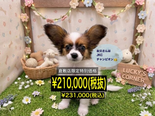 岡山県のパピヨン (アミーゴ倉敷店/2026年5月10日生まれ/女の子/レッドセーブルホワイト)の子犬