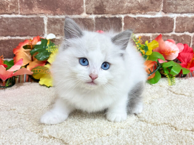 広島県のラグドール (アミーゴ西条店/2026年5月17日生まれ/男の子/ブルーポイントバイカラー)の子猫の2枚目の画像