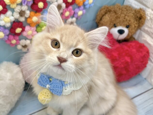 兵庫県のミヌエット (ワンキャラット アミーゴ姫路飾磨店/2026年3月3日生まれ/男の子/クリームホワイト)の子猫の1枚目の画像