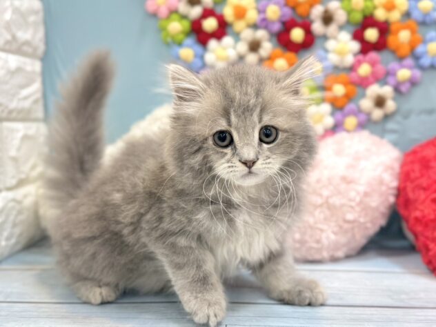 兵庫県のブリティッシュロングヘアー (ワンキャラット アミーゴ姫路飾磨店/2026年5月6日生まれ/女の子/ブルータビー)の子猫の4枚目の画像