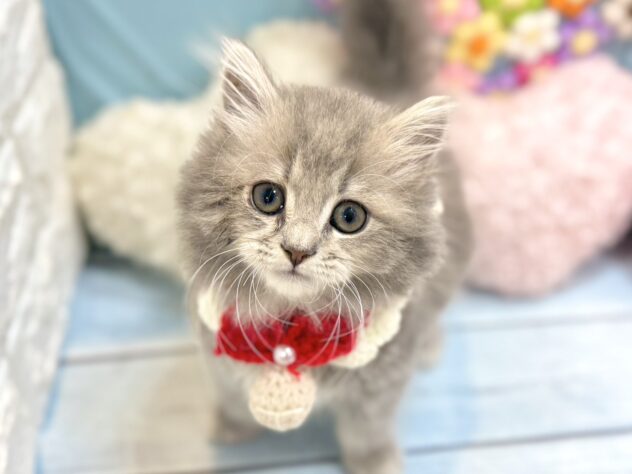 兵庫県のブリティッシュロングヘアー (ワンキャラット アミーゴ姫路飾磨店/2026年5月6日生まれ/女の子/ブルータビー)の子猫の1枚目の画像