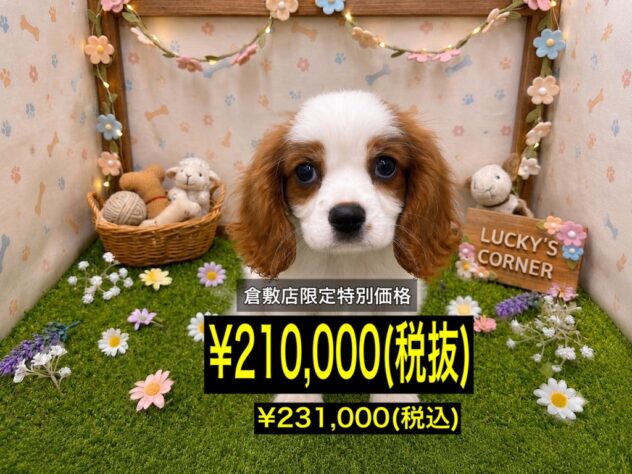 岡山県のキャバリアキングチャールズスパニエル (アミーゴ倉敷店/2026年5月4日生まれ/男の子/ブレンハイム)の子犬