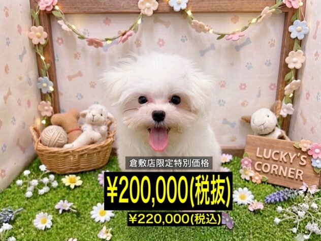 岡山県のマルチーズ (アミーゴ倉敷店/2026年4月5日生まれ/女の子/ホワイト)の子犬