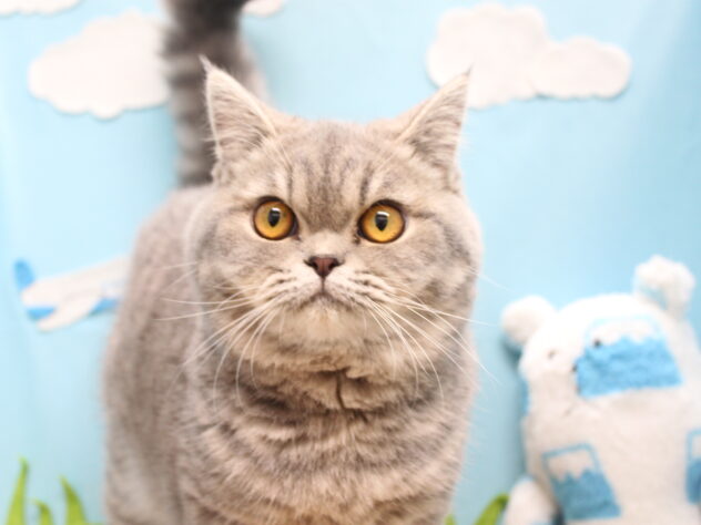 愛媛県のエキゾチック (アミーゴ今治店/2025年12月15日生まれ/女の子/ブルーホワイト)の子猫の1枚目の画像