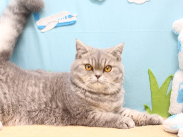 愛媛県のエキゾチック (アミーゴ今治店/2025年12月15日生まれ/女の子/ブルーホワイト)の子猫の2枚目の画像