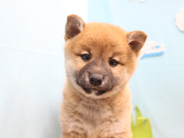 愛媛県の豆柴 (アミーゴ今治店/2026年5月3日生まれ/女の子/赤)の子犬の3枚目の画像