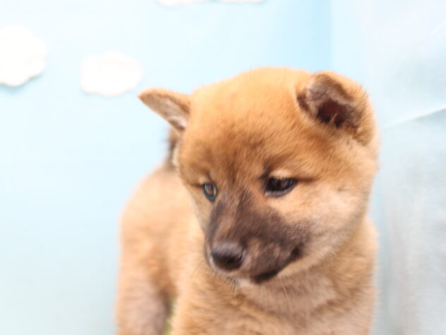 愛媛県の豆柴 (アミーゴ今治店/2026年5月3日生まれ/女の子/赤)の子犬の2枚目の画像