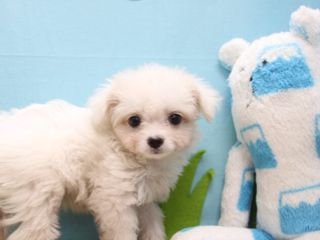愛媛県のハーフ犬・ミックス犬 (アミーゴ今治店/2026年4月30日生まれ/女の子/ホワイト)の子犬の3枚目の画像