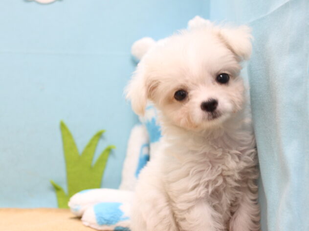 愛媛県のハーフ犬・ミックス犬 (アミーゴ今治店/2026年4月30日生まれ/女の子/ホワイト)の子犬の2枚目の画像