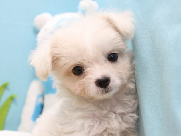 愛媛県のハーフ犬・ミックス犬 (アミーゴ今治店/2026年4月30日生まれ/女の子/ホワイト)の子犬の1枚目の画像