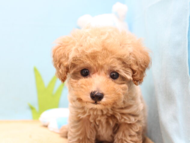 愛媛県のトイプードル(トイ) (アミーゴ今治店/2026年5月3日生まれ/女の子/ペールフォーン)の子犬の1枚目の画像