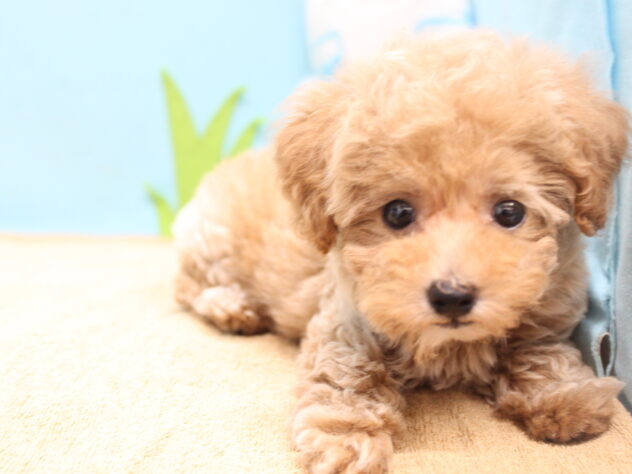 愛媛県のトイプードル(トイ) (アミーゴ今治店/2026年5月3日生まれ/女の子/ペールフォーン)の子犬の3枚目の画像