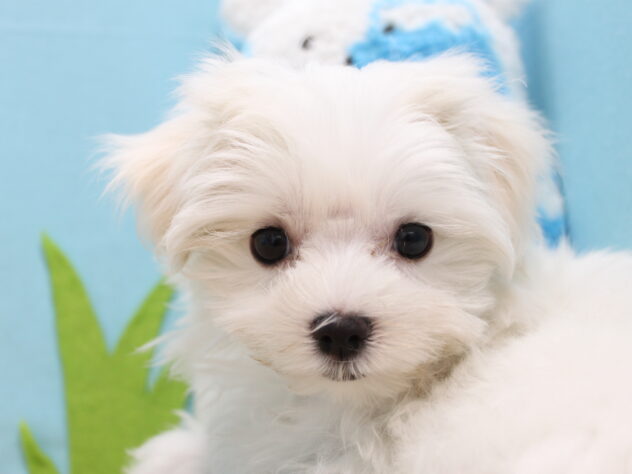 愛媛県のマルチーズ (アミーゴ今治店/2026年5月5日生まれ/女の子/ホワイト)の子犬