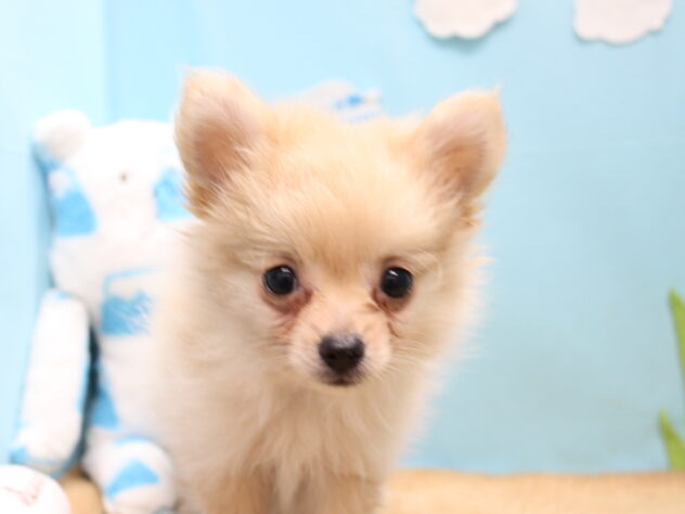 愛媛県のハーフ犬・ミックス犬 (アミーゴ今治店/2026年5月7日生まれ/男の子/クリーム)の子犬