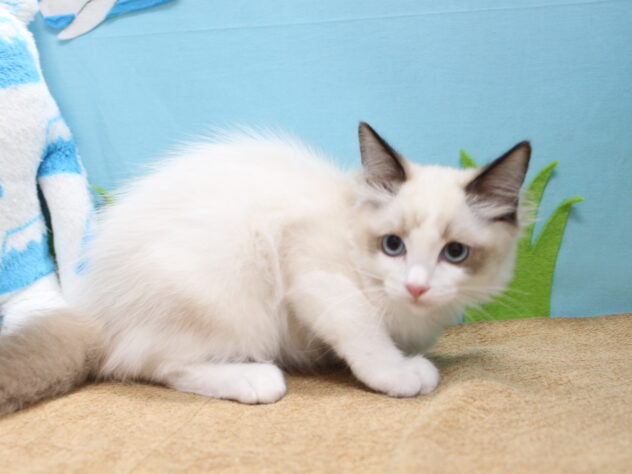 愛媛県のラグドール (アミーゴ今治店/2026年5月10日生まれ/男の子/シールポイントバイカラー)の子猫の2枚目の画像