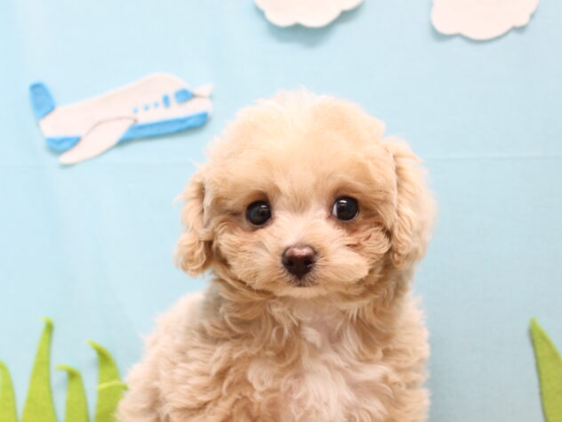 愛媛県のハーフ犬・ミックス犬 (アミーゴ今治店/2026年5月13日生まれ/女の子/クリーム)の子犬の1枚目の画像