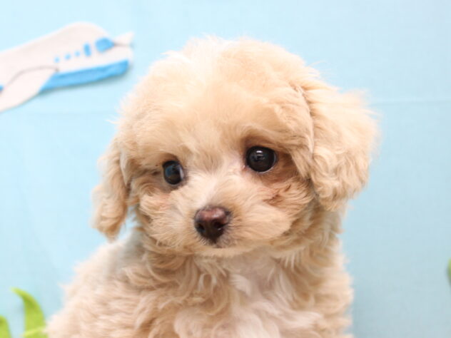 愛媛県のハーフ犬・ミックス犬 (アミーゴ今治店/2026年5月13日生まれ/女の子/クリーム)の子犬の2枚目の画像