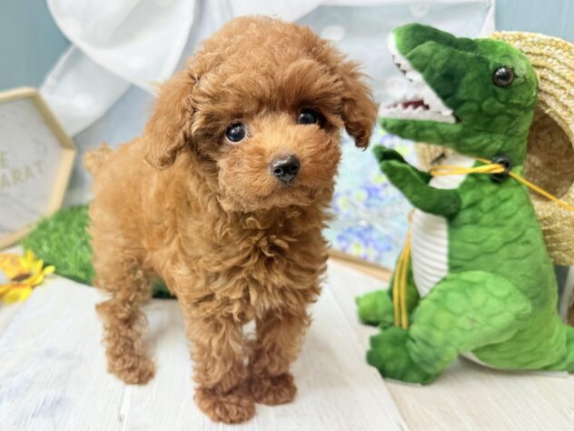 高知県のトイプードル(トイ) (ワンキャラット アミーゴ高知店/2026年5月12日生まれ/男の子/レッドフォーン)の子犬の2枚目の画像