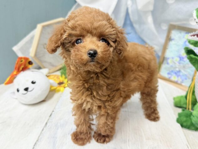 高知県のトイプードル(トイ) (ワンキャラット アミーゴ高知店/2026年5月12日生まれ/男の子/レッドフォーン)の子犬の3枚目の画像