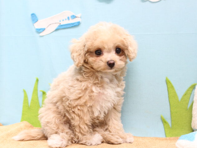 愛媛県のハーフ犬・ミックス犬 (アミーゴ今治店/2026年5月13日生まれ/女の子/クリーム)の子犬の3枚目の画像