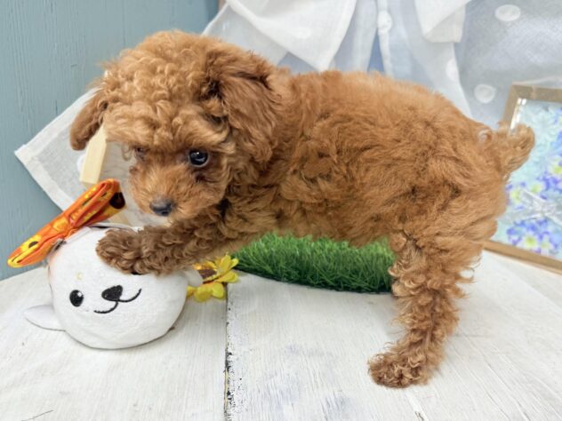 高知県のトイプードル(トイ) (ワンキャラット アミーゴ高知店/2026年5月12日生まれ/男の子/レッドフォーン)の子犬の4枚目の画像