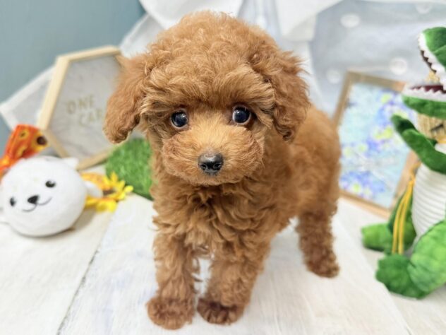 高知県のトイプードル(トイ) (ワンキャラット アミーゴ高知店/2026年5月12日生まれ/男の子/レッドフォーン)の子犬の1枚目の画像