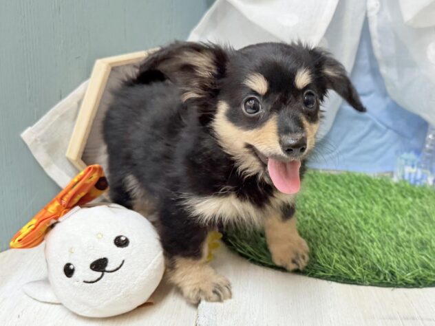 高知県のハーフ犬・ミックス犬 (ワンキャラット アミーゴ高知店/2026年5月18日生まれ/女の子/ブラックタン)の子犬の2枚目の画像