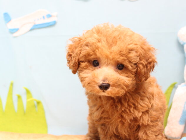 愛媛県のトイプードル(トイ) (アミーゴ今治店/2026年5月25日生まれ/男の子/レッドフォーン)の子犬の1枚目の画像