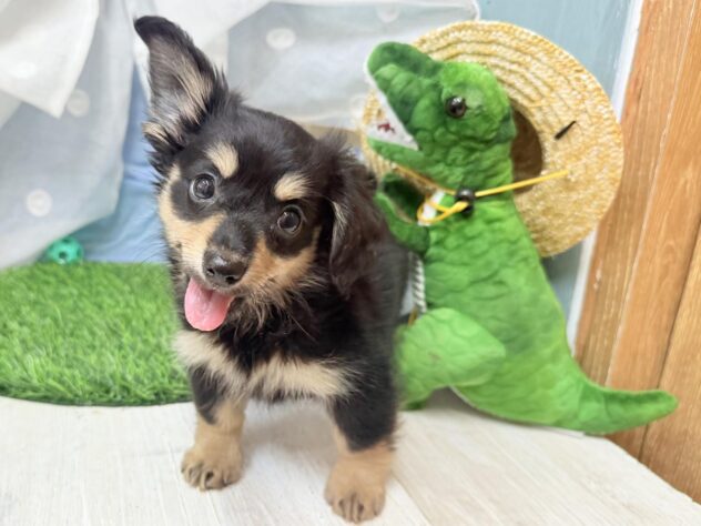 高知県のハーフ犬・ミックス犬 (ワンキャラット アミーゴ高知店/2026年5月18日生まれ/女の子/ブラックタン)の子犬の3枚目の画像