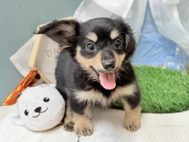 高知県のハーフ犬・ミックス犬 (ワンキャラット アミーゴ高知店/2026年5月18日生まれ/女の子/ブラックタン)の子犬の4枚目の画像