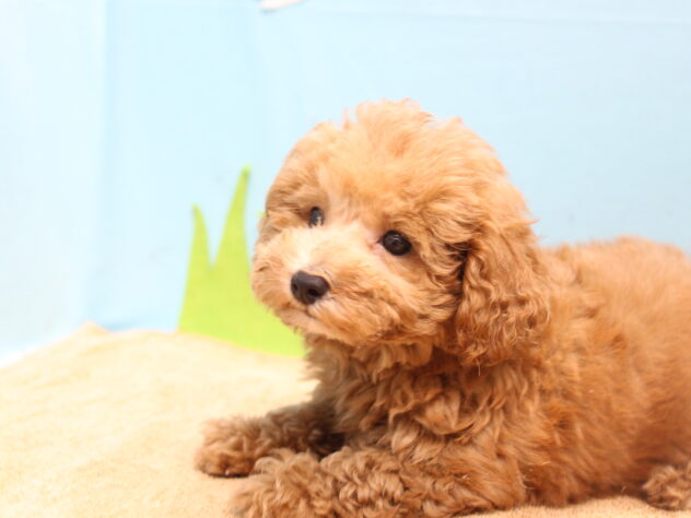 愛媛県のトイプードル(トイ) (アミーゴ今治店/2026年5月25日生まれ/男の子/レッドフォーン)の子犬の2枚目の画像
