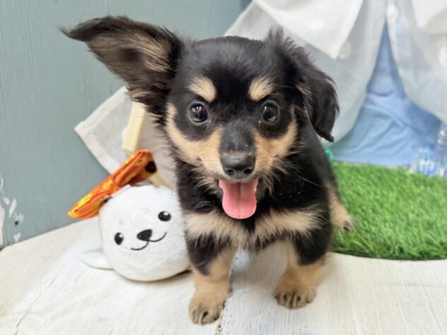 高知県のハーフ犬・ミックス犬 (ワンキャラット アミーゴ高知店/2026年5月18日生まれ/女の子/ブラックタン)の子犬の1枚目の画像