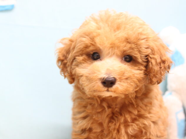 愛媛県のトイプードル(トイ) (アミーゴ今治店/2026年5月25日生まれ/男の子/レッドフォーン)の子犬の3枚目の画像