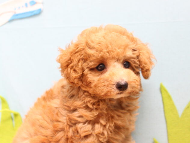 愛媛県のトイプードル(トイ) (アミーゴ今治店/2026年5月25日生まれ/女の子/オレンジフォーン)の子犬の2枚目の画像
